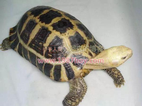 【阿森原创】缅甸陆龟，好养活吗？缅甸陆龟是最好饲养的龟类吗？